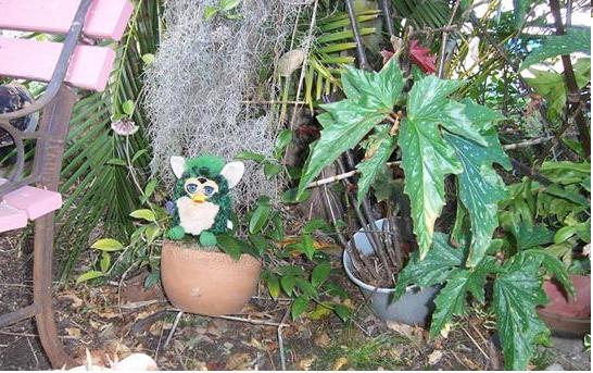 Furby roaming in the jungle garden