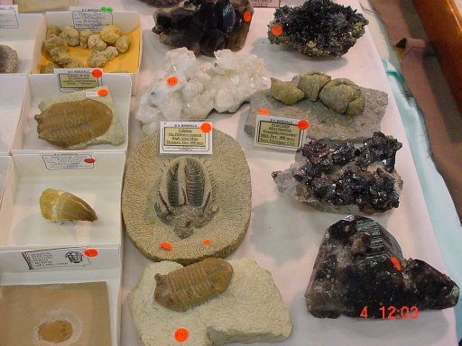 fossils