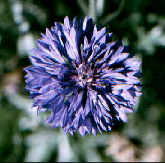 Blue Cornflower symbol of 'Motor Neurone Disease Association of Qld'